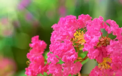 Lagerstroemia w gruncie w Polsce? Tak! Poradnik zimowania