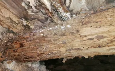 Madera podrida y con moho, un problema que requiere saber como eliminar el moho de la madera para restaurarla.