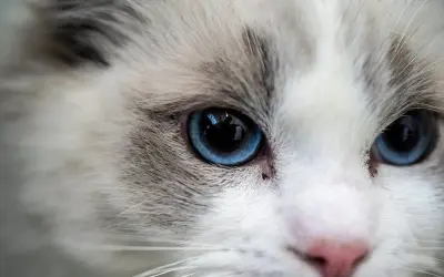 Ragdoll: Kotka czy Kocur? Wybierz idealnego towarzysza!
