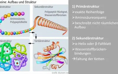 Schema zeigt den Proteine Aufbau: von Aminosäuren zur komplexen Quartärstruktur. Der Proteine Aufbau erklärt die Faltung.