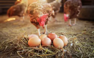 Ein Huhn steht über einem Nest mit Eiern und wirft die Frage auf: was war zuerst da das huhn oder das ei?