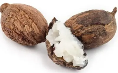 Drei Shea-Nüsse, eine davon geöffnet und mit cremig-weißer Sheabutter essbar gefüllt.