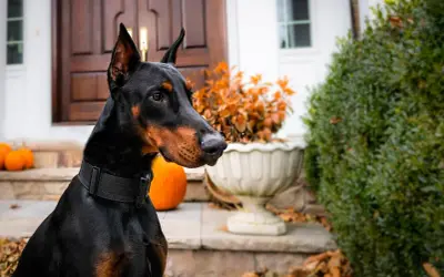 Czarny doberman, jeden z najlepszych psów obronnych, czujnie obserwuje otoczenie przed domem.