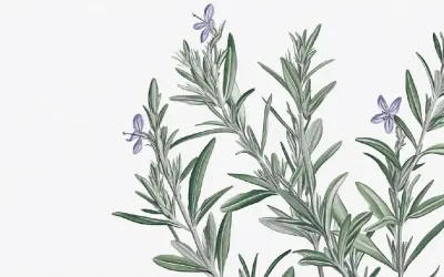 Illustration av rosmarin med små lila blommor. Kanske en framtida rosmarin frö-skörd.