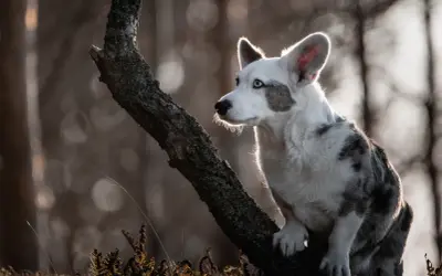 Uroczy corgi pies królowej, z niebieskimi oczami, siedzi na gałęzi drzewa, oświetlony słońcem.