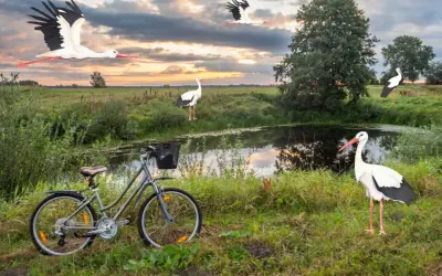 Rower czeka nad stawem, a bociany krążą nad łąką. To idealne miejsce na odkrywanie podlaskiego szlaku bocianiego.