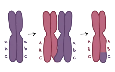 Ilustracja pokazuje crossing-over, proces zachodzący podczas mejozy, gdzie następuje wymiana fragmentów między chromosomami.