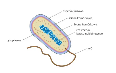 Schemat budowy bakterii: otoczka śluzowa, ściana komórkowa, błona komórkowa, cytoplazma, cząsteczka kwasu nukleinowego i wici. To podstawy działu biologii zajmującego się budową i czynnościami komórek.