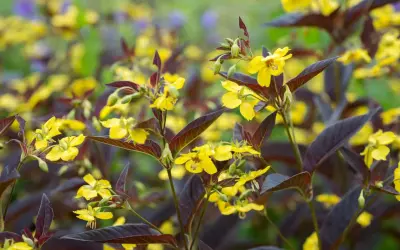 Gula blommor med mörka blad, en vacker men potentiellt praktlysing invasiv växt som sprider sig snabbt.