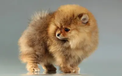 Un adorable spitz nain, tout en fourrure dorée, semble se retourner timidement. Un collier spitz nain lui irait à merveille.