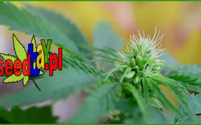 Ile kwitnie marihuana? Przewodnik po fazie kwitnienia i zbiorach