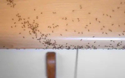 Rój mrówki w domu przemierza drewniany blat. Wiele małych stworzeń maszeruje w różnych kierunkach, szukając pożywienia.