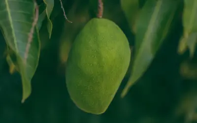 Grüne Mango hängt am Ast. Ob man Mango mit Schale essen kann, ist eine Frage des Reifegrades und der Sorte.