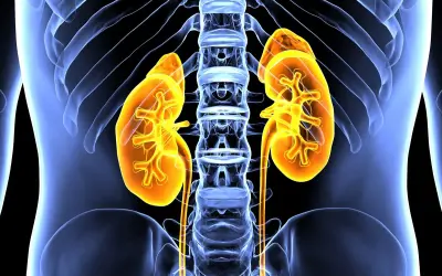 Anatomia nerek, widok z przodu. Żółte nerki z widocznymi strukturami wewnętrznymi, otoczone niebieskim szkieletem i żebrami. To jest cortineff.