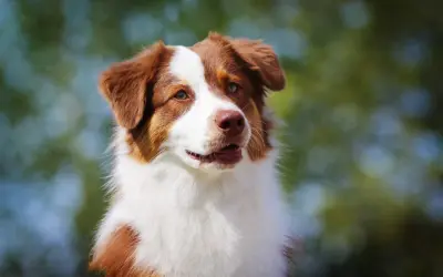 Ein wunderschöner Collie Australian Shepherd Mix mit braun-weißer Fellzeichnung blickt neugierig in die Ferne.