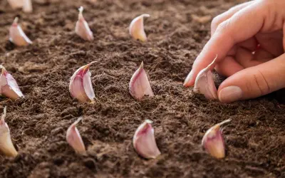 Main d'une personne en train de planter de l'ail dans la terre.