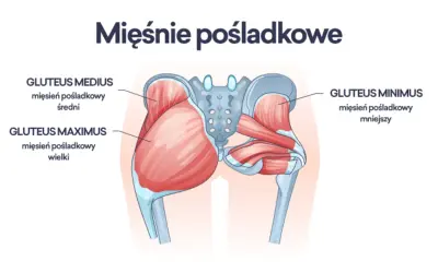 Ilustracja anatomiczna przedstawiająca mięśnie pośladkowe: wielki, średni i mniejszy.