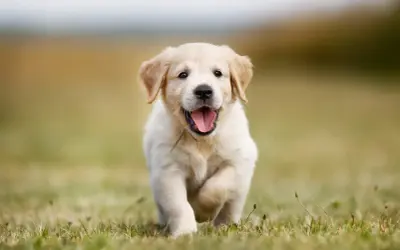 Radosny szczeniak golden retriever miniaturka biegnie przez trawę, merdając ogonkiem.