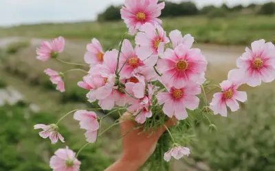 En hand håller en bukett med rosa buskkrasse i kruka. Blommorna har ljusrosa kronblad med mörkare rosa inslag mot mitten och gula ståndare.
