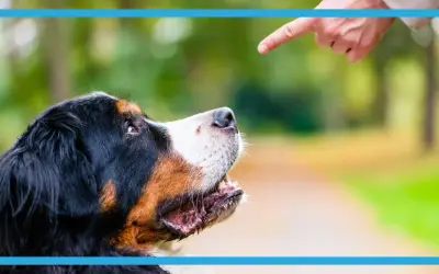 Bernese mountain dog looking up at a pointing finger outdoors.