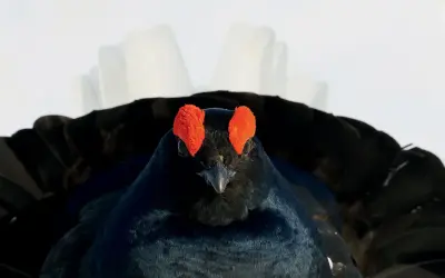 Samica cietrzewia z czerwonymi "brwiami" nad oczami, w czarnym upierzeniu, z białymi piórami ogona.