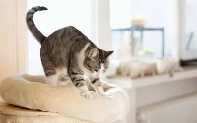 A tabby cat stretches on a plush cat tree, its paws kneading the soft surface. This behavior, like purring, often signifies contentment and comfort.