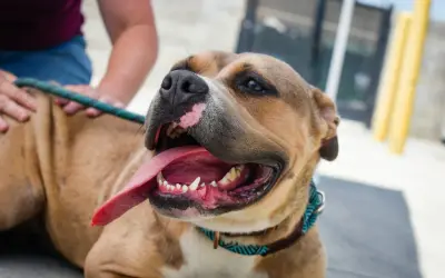 Uśmiechnięty pit bull red nose z językiem na wierzchu, głaskany przez człowieka.