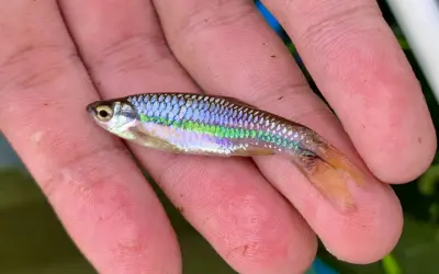 Un petit poisson vairon aux reflets irisés bleus et verts repose sur une main.