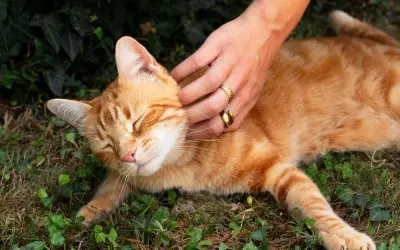 Main douce caressant un chat roux endormi. Une idée pour comment hydrater un chat qui refuse de boire : lui proposer des aliments humides.