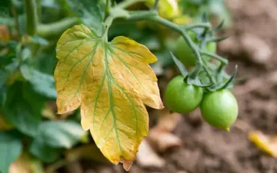 Une feuille tomate jaune, signe de détresse, contraste avec les jeunes tomates vertes sur la plante.