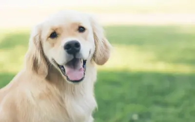 Uśmiechnięty golden retriever na trawie. Czy psy widzą duchy? Ten piesek wygląda, jakby coś go zaintrygowało.