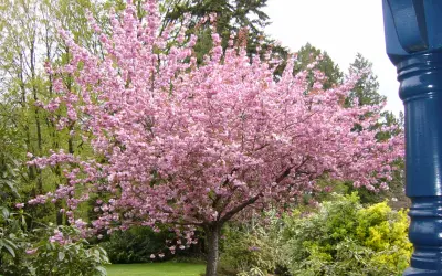 Un albero da fiore rosa acceso domina il giardino, con un elenco di alberi da fiore che sembrano danzare nel vento primaverile.