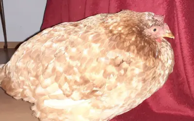 Ein Huhn mit auffällig vollem Kropf, möglicherweise eine Kropfverstopfung, sitzt auf einem roten Stoff.