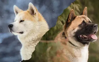 Akita czy Shiba: Która rasa lepiej pasuje do twojego stylu życia?