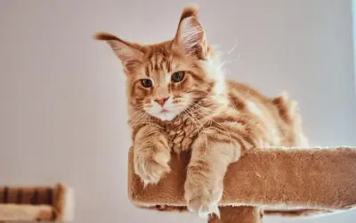 Cómo llamar a un gato: técnicas efectivas que realmente funcionan
