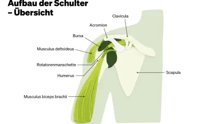 Anatomie der Schulter: Schulterblatt, Humerus, Rotatorenmanschette, Deltoideus, Bizeps. Hilfreich bei Schulterblatt Schmerzen.