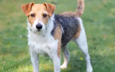 Parson russell terrier charakter: energiczny, ciekawski piesek o trójkolorowym umaszczeniu, gotowy do zabawy na trawie.