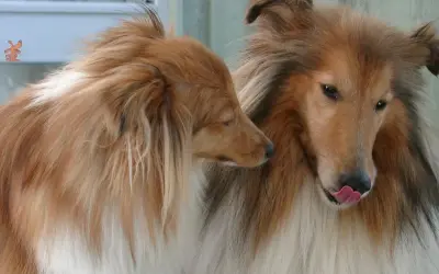 Zwei Collies, einer leckt sich die Nase. Sie scheinen sich zu fragen, warum drehen sich Hunde bevor sie sich hinlegen.