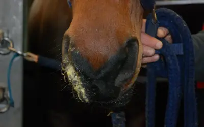 Pferd mit gelblichem Nasenausfluss, ein mögliches Symptom von Druse. Ein Halfter wird gehalten.