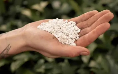En hand håller en hög med små, vita korn. Detta är vermikulit, ett mineral som används för att förbättra jordens struktur och dränering.
