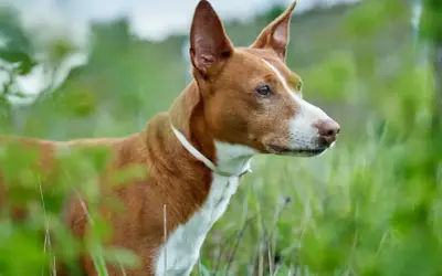 Rudy podenco canario z białym kołnierzem czujnie obserwuje otoczenie wśród zielonej trawy.