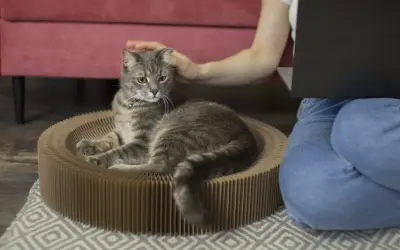 Un chat tigré se repose dans son panier en carton pendant que sa maîtresse, assise à côté, travaille sur son ordinateur. Elle lui caresse la tête, un moment de complicité avant de partir en voyage et de devoir faire garder son chat.