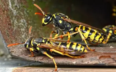 Osy na metalowej powierzchni. Zbliżenie na owady, które mogą być niebezpieczne, gdy chcesz wiedzieć, jak usunąć gniazdo os.