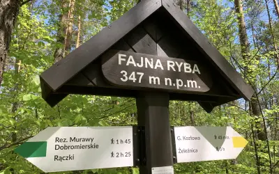 Drewniany drogowskaz w lesie z napisem "Fajna Ryba" 347 m n.p.m. Wskazuje szlaki turystyczne.