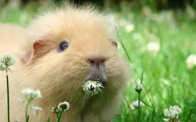 Ein flauschiges Meerschweinchen genießt sein frischfutter im Gras.