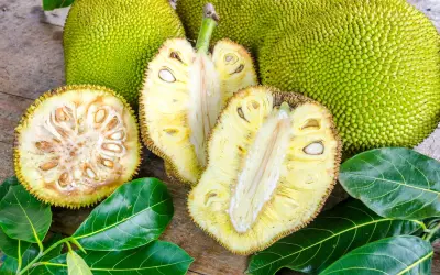 Odkryj jackfruit – co to za owoc? Zielone, kolczaste olbrzymy i ich żółte, soczyste wnętrza z nasionami.