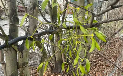 Zielona jemioła na gałęziach drzew, ozdabiająca zimowy krajobraz.