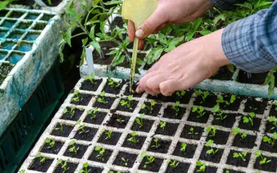 Plantation de céleri rave : des mains expertes repiquent de jeunes pousses dans des alvéoles.