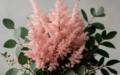 En fluffig, rosa astilbe i kruka omgiven av mörkgröna blad.