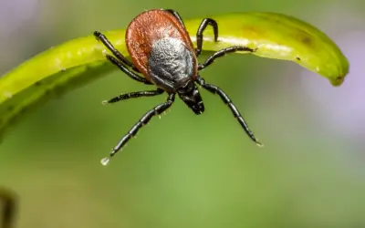 Kleszcz na zielonym liściu, przypominający o konieczności sprawdzenia, jaka jest szczepionka na kleszczowe zapalenie mózgu cena.